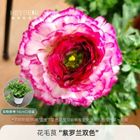 Двухцветный, 14см