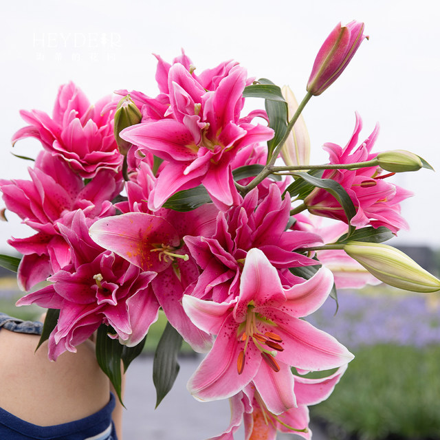 Heidi's Garden Perfume Lily Bulb Double Perfume Imported Roots Bloom This Year and Can Be Potted for Balcony Gardens