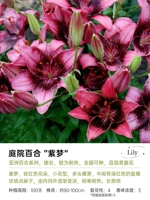 [Азия Лили] Пурпурная мечта 16/18 (3 гола)