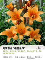 [Vocket Lily] Оранжевая планета 16/18 (осень) (3 шара)