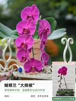 【Фара орхидея】 Большой перец (одиночный цветочный меч).