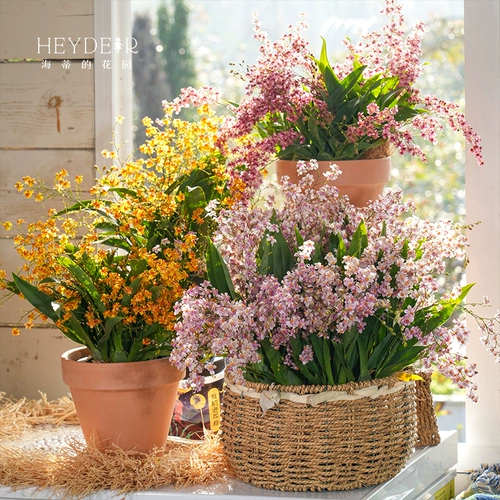 海蒂的花园 Венсин орхидея с цветами крытая орхидея Большая табличная орхидея