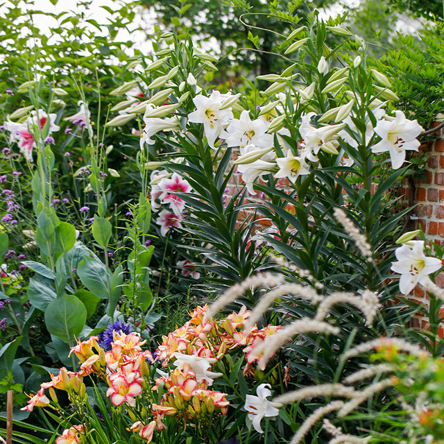 Heidi's Garden Perfume Lily Bulb Double Perfume Imported Roots Bloom This Year and Can Be Potted for Balcony Gardens