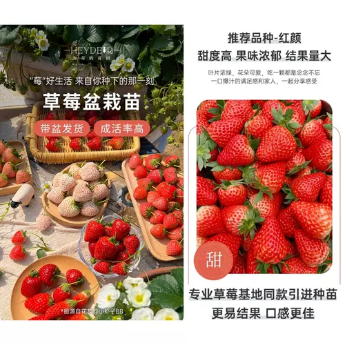 海蒂的花园 Саженцы клубники, сливки, саженцы клубничной пещеры, клубничные сады, хорошие фрукты, большие фрукты, большие семьи, балкон легко жить