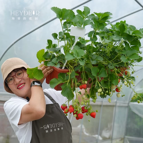 海蒂的花园 Саженцы клубники, сливки, саженцы клубничной пещеры, клубничные сады, хорошие фрукты, большие фрукты, большие семьи, балкон легко жить