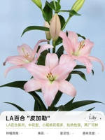 [La Lily] Perlite 14/16 (3 гола)