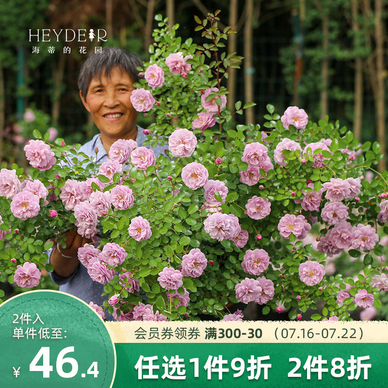 The garden of Heidi's garden lunar season flower Miao Longsha Baoshi blue-colored rainy flower arch climbing vine plant sapling flowers potted plants