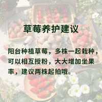 Предложения по техническому обслуживанию клубники (описание информации не проживание)