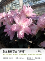 [Dental Petal Oriental] Saab 14/16 (3 гола)