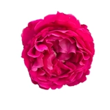 海蒂的花园 Розовый сливовый пудинг Большой цветок сильный ароматный роза роза зеленый посадка в горшках балкон балкон цветок