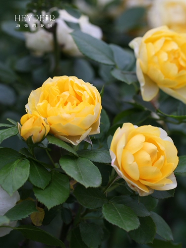 Сад Хайди Золотой шелк цветка