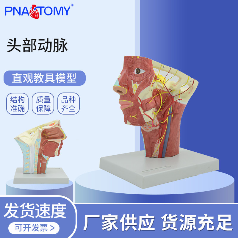 医学教学头部动脉解剖模型颈内颈外动脉大脑神经外科实训脑血管疾