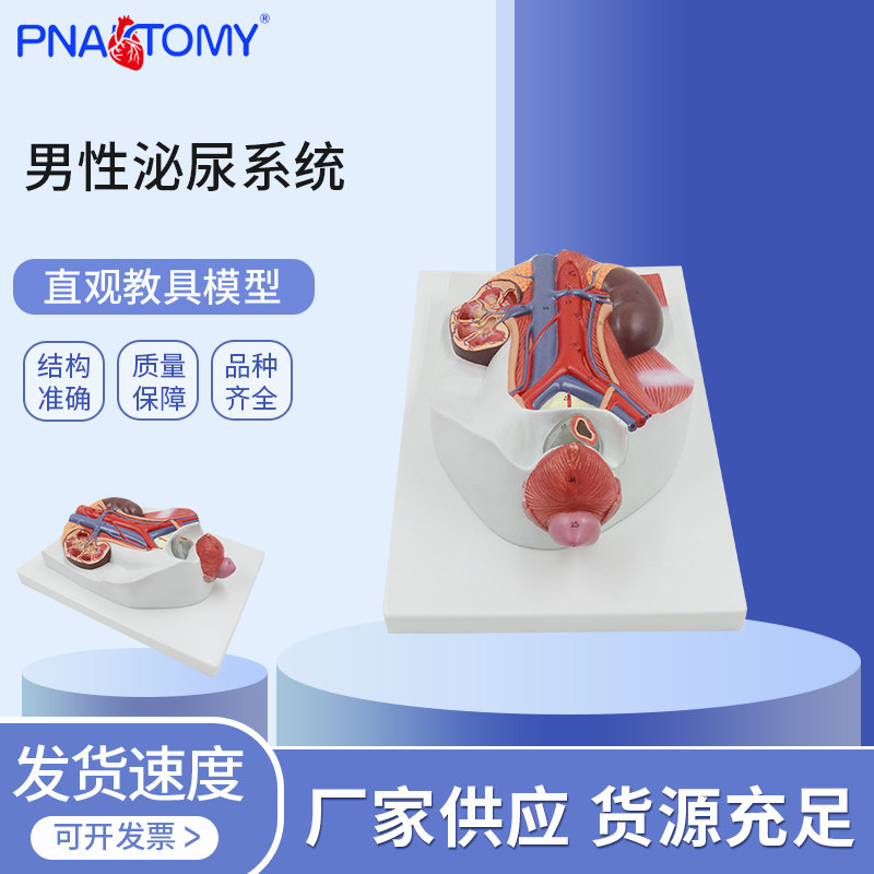 男性泌尿系统解剖模型肾输尿管膀胱尿道结构前列腺泌尿外科学教学
