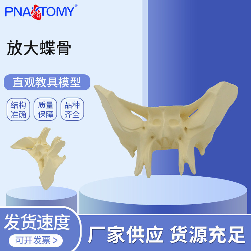 医学教学蝶骨解剖模型视神经管眶上裂卵圆孔颌面外科实训颅底结构
