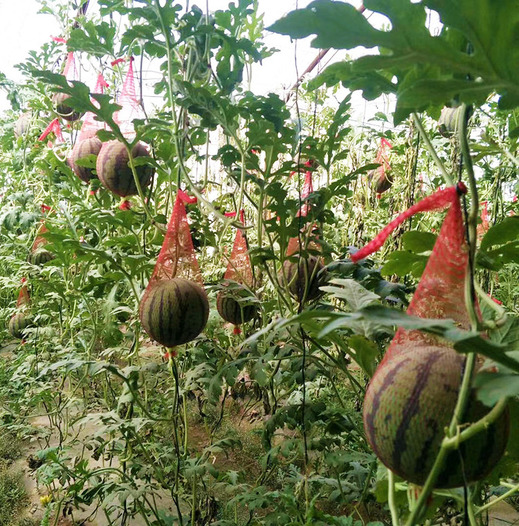 Greenhouse Pendant Watermelon Private Network Bag Fruit Mesh Pocket Mesh Bag Hanging Bag With Rope Hand Drawn Rope Plastic Hanging Melon Bag