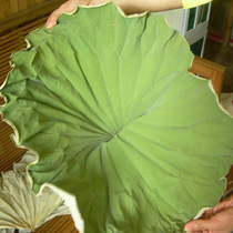 Weishan Lake whole lotus leaves dried lotus leaves large new lotus leaves rice chicken and fish large quantity discounts please inquire for details