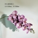 Purple 3D Phalaenopsis