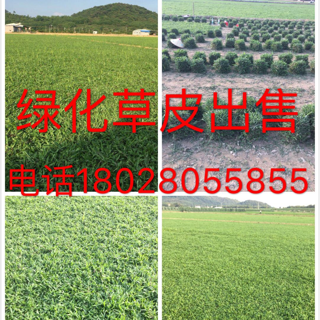 Four Seasons Green Grass Belt Soil Belt Mud Big Leaf Oil Grass Taiwan Grass Manila Four Seasons Green