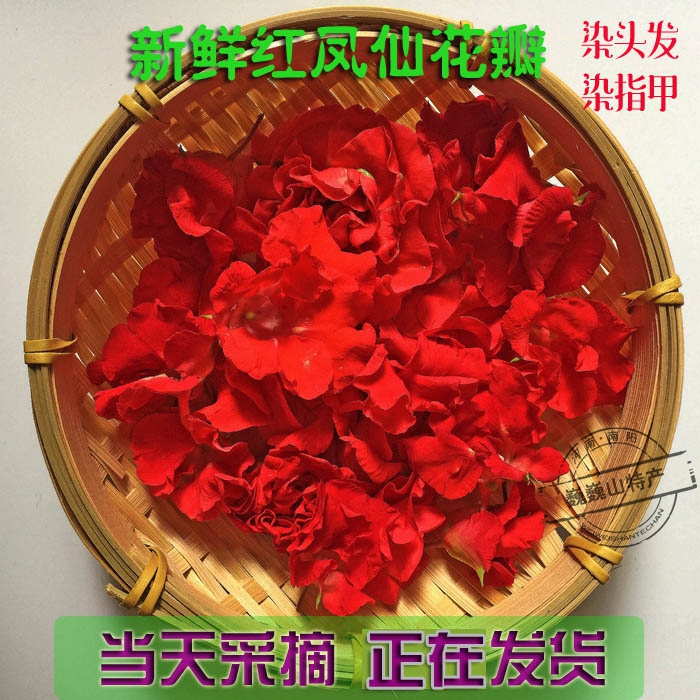 新鮮白色鳳仙花鮮指甲草花染指甲紅色鳳仙花指甲花現摘花瓣包郵 新鮮白色鳳仙花鮮指甲草花染指甲紅色鳳仙花指甲花現摘花瓣包郵