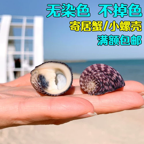 Натуральная раковина катящаяся постель Живая крабовая раковина специальная раковина подкова лот -лот -пейзаж ландшафт ландшафт