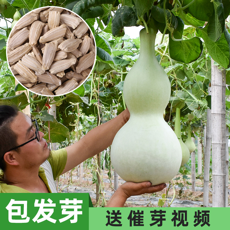 Big gourd seeds giant gourd seed seedlings potted plant full eight treasures ant belly text play hand twist small gourd seeds