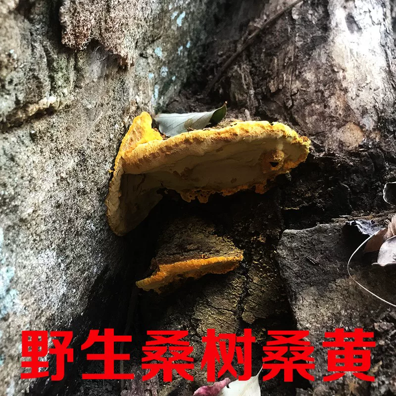 Подлинный нектар, шелковица, плоды шелковицы, плоды Ganoderma lucidum тибетский крупный груз 250 г