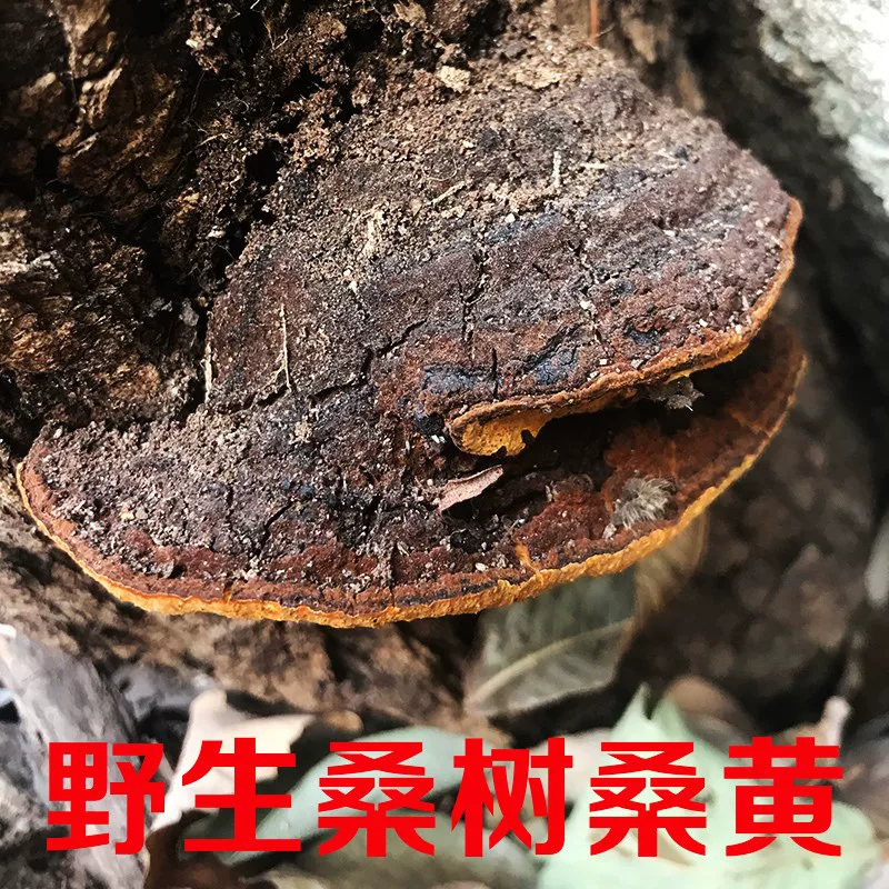 Подлинный нектар, шелковица, плоды шелковицы, плоды Ganoderma lucidum тибетский крупный груз 250 г