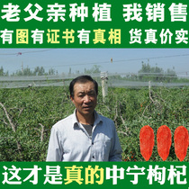 Zhengzong New Cargo Zhongning Red Medlar Special Grade Gou Structure free of washing tea with great grain 500g Ningxia special produce dry goods