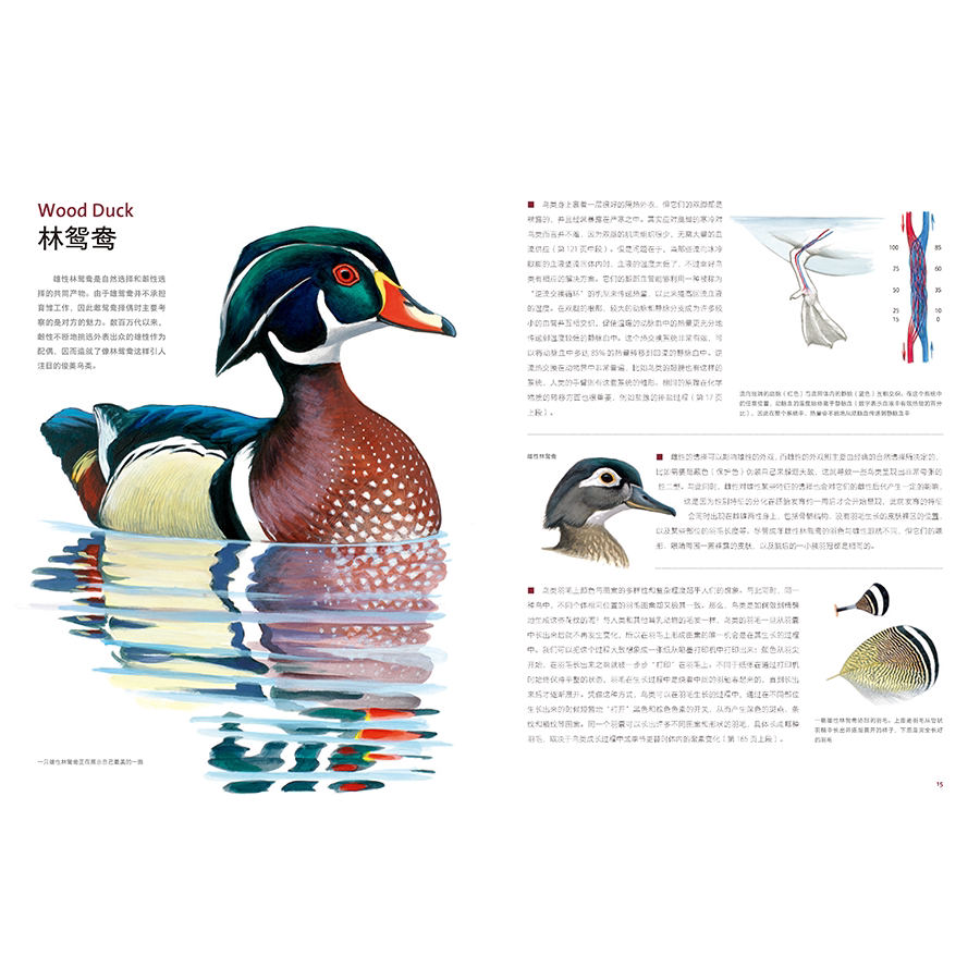 Птица 当当网 何以为鸟：西布利的鸟类世界 赠烫金印签2张大装裱画  观鸟手册鸟类常识入门鸟类辨别指南鸟类画册科普书籍 正版书籍