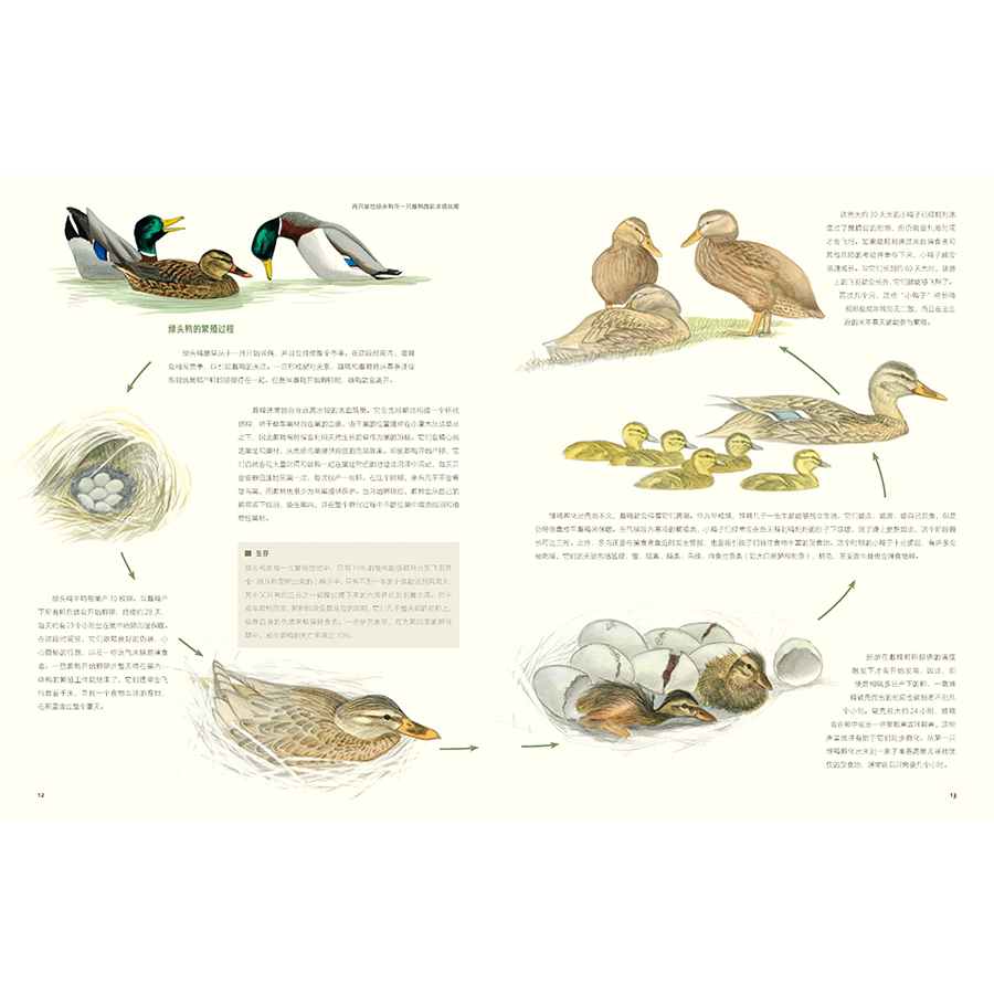 Птица 当当网 何以为鸟：西布利的鸟类世界 赠烫金印签2张大装裱画  观鸟手册鸟类常识入门鸟类辨别指南鸟类画册科普书籍 正版书籍