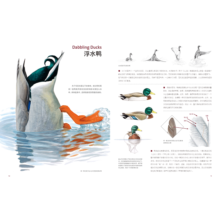 Птица 当当网 何以为鸟：西布利的鸟类世界 赠烫金印签2张大装裱画  观鸟手册鸟类常识入门鸟类辨别指南鸟类画册科普书籍 正版书籍