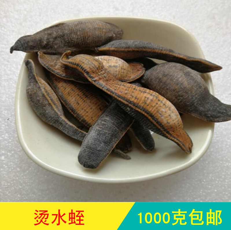 Anguo Chinese herbal medicine market No sulphur hot leech large wide body leech clear and fried hot and leech dry 250 gr