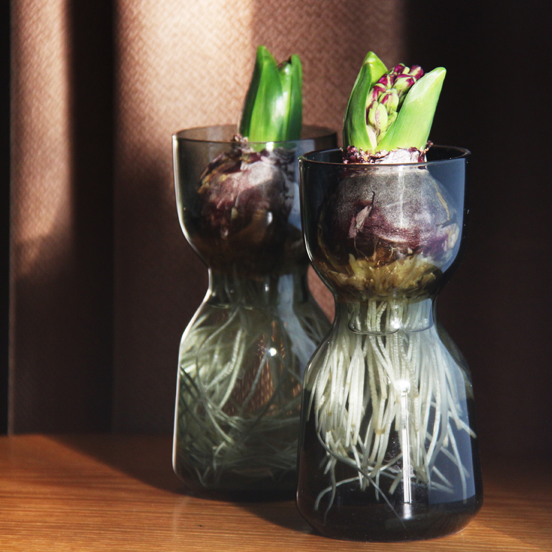 Kung En Special Copyright : Artificial blowing window Sino glass bottle office green green money grass onion water vase