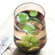 The special price artificially blown colored glass goldfish tank turtle tank miniature ecological landscape ornaments (Yes