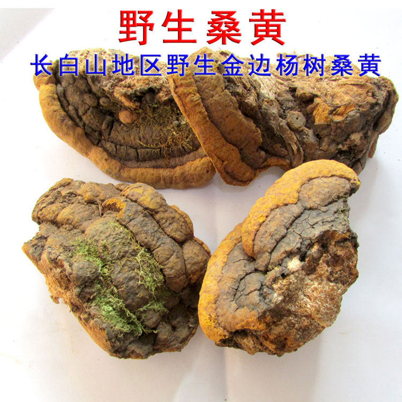 Wild Mulberry Fungus from Northeast China's Changbai Mountain, New Batch of Mulberry Fungus Tea, Golden-Edged Mulberry Fungus, Ganoderma Lucidum, Large and Small Cut Pieces Wild Mulberry Fungus from Northeast China's Changbai Mountain, New Batch of Mulberry Fungus Tea, Golden-Edged Mulberry Fungus, Ganoderma Lucidum, Large and Small Cut Pieces