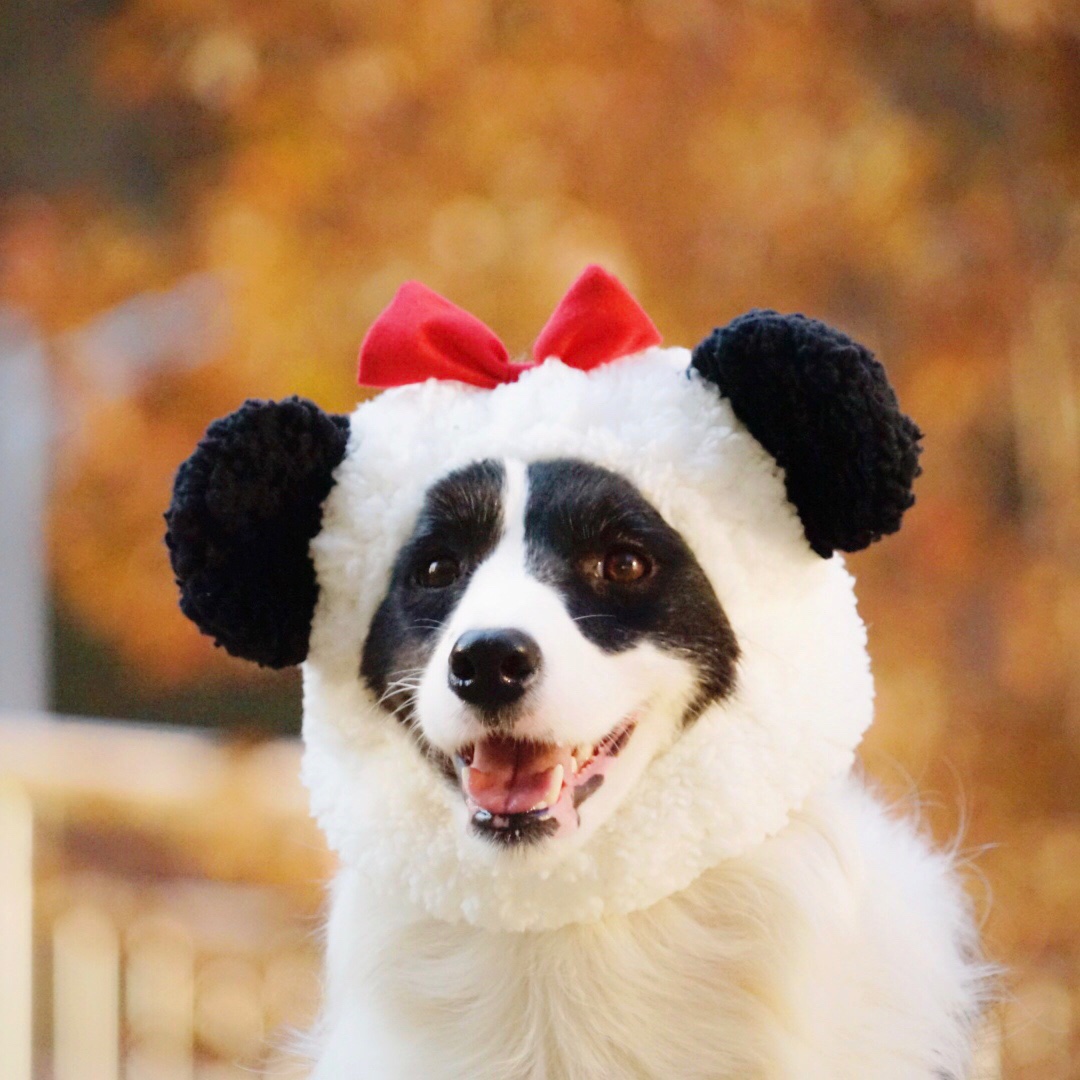 Dumbass family pet cat dog Cute Panda hat Border Collie modeling hat Pet cross-dressing hat 