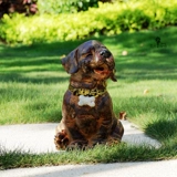 Сад - старая милая щенка бесплатная доставка золотисто -волос собачья смола орнамент ресторан цветочный магазин вилла