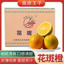 Yunnan Chu Orange Plateau Prince Inspirational Flower Spotted Fruit Seasonal Pick Ice Sugar Orange 10 Jin Fresh Fruit Pure Sweet and Juicy