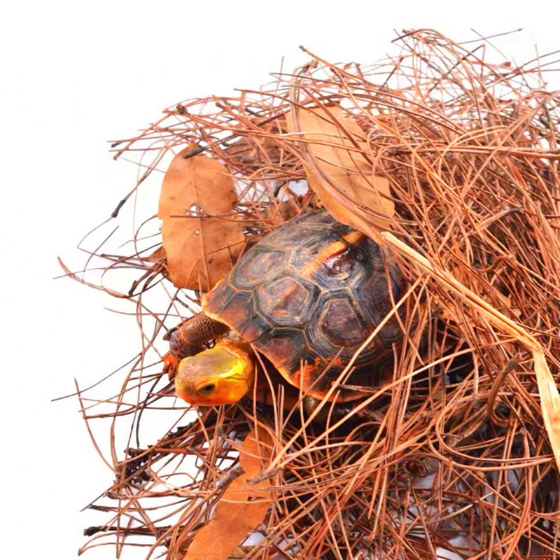 Yellow Edge House Eco-Surface Tank Turtle-Turtle Tank Rearing Environment Moss Pine Needle Soil Nutrient Soil Humus Mat