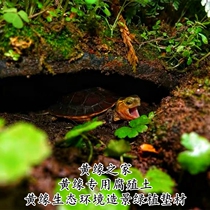 Huangyuan Turtle Anyuan Turtle ecology Land and water turtle tank turtle box Breeding environment Landscaping Plant mat material humus laterite