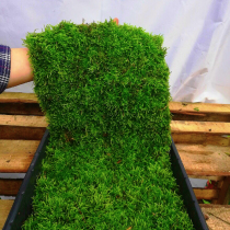 Wild moss Fresh moss Fresh moss Ecological land and water tank landscaping Turtle tank Turtle box Environmental plant bedding