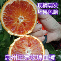 Chungju seasonal farm produce planting roses blood orange xian zhai xian fa net 9kg fragrant orange thallo ke Orange