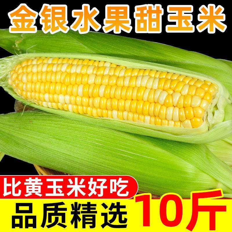 Gold and silver fruit corn 3 5 catties Yunnan fruit sweet corn now off sweet and crisp fresh vegetables Non glutinous corn 1