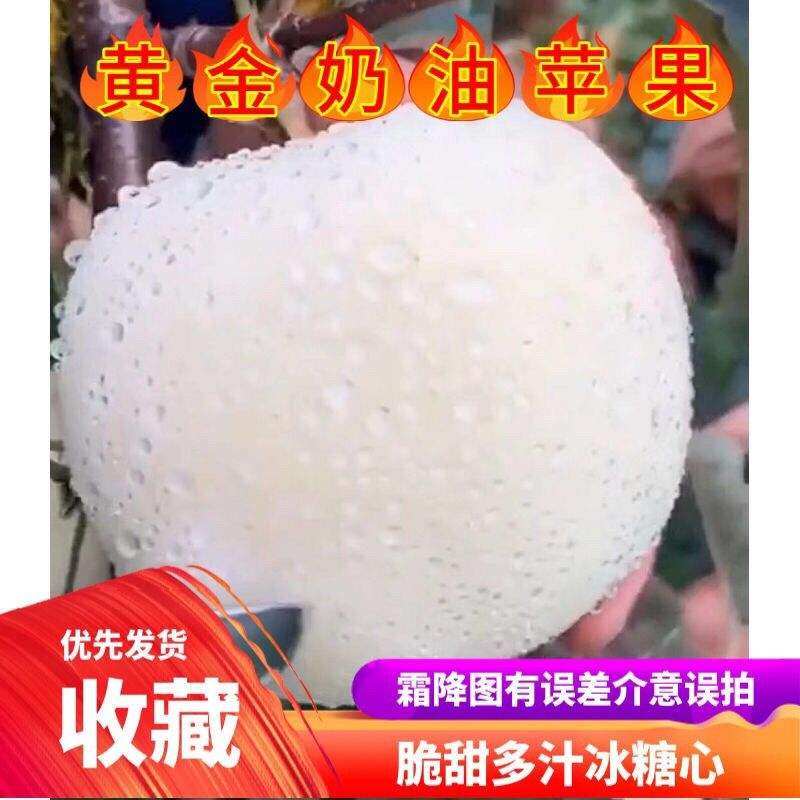 Gold Cream Red Fuji Apple 10kg Milk Pingguo Fresh Fruit 5kg Crispy Sweet Rock Candy Heart Ugly Apple 3kg