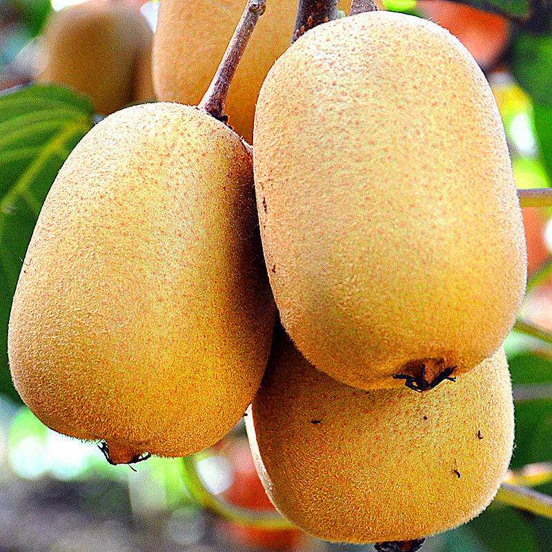 Yellow Heart Kiwifruit 5 Catty Fresh Should Season Pregnant Woman Fruit Gold Chic Kiwifruit Yellow Meat Chic Exotic Walnut 3