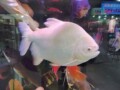 小家伙水族店的LOGO