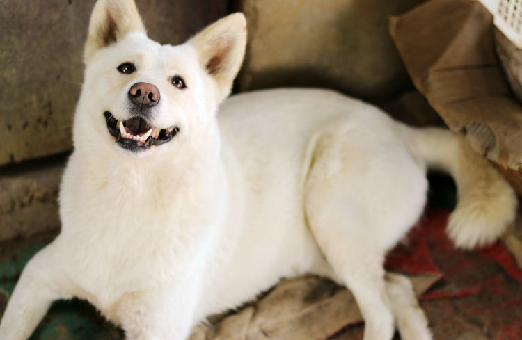 Wuhan Gain Oil - Pediatric Little Animal Protection Center for Cardinal Postcard Sell Cat and Dog Blessed Wish Cardinal