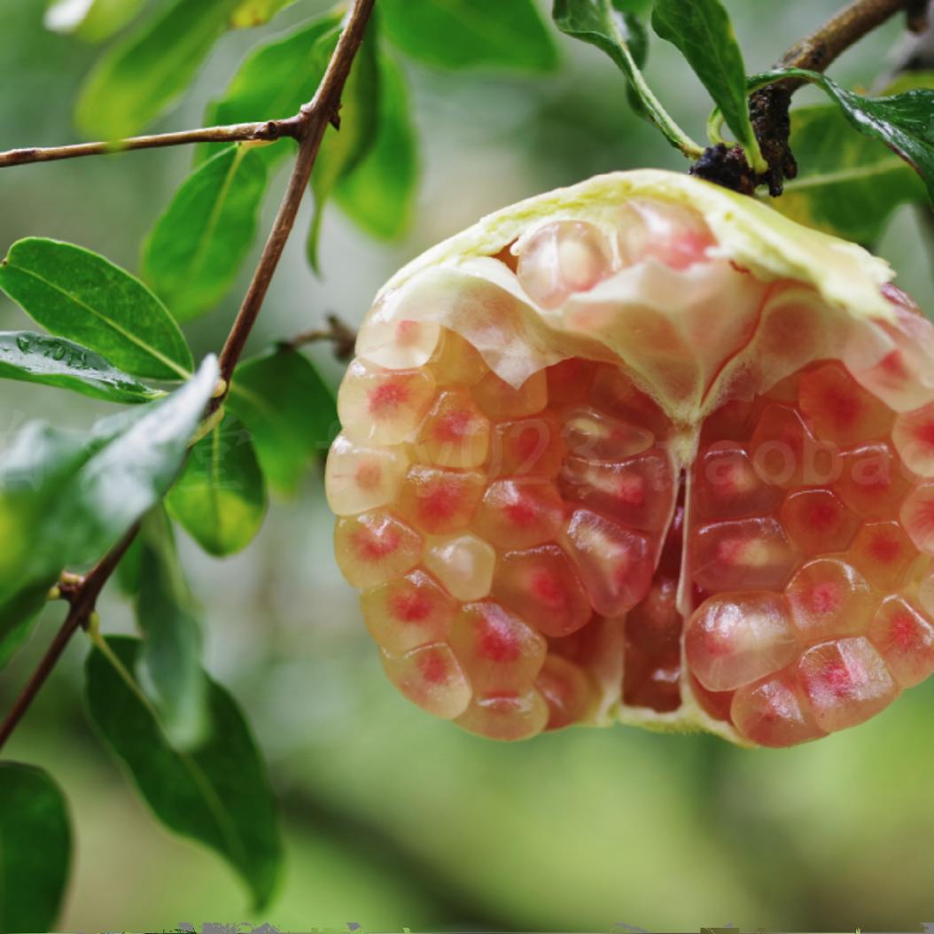 现摘云南蒙自软籽石榴：甜到心坎里的当季美味！🌟