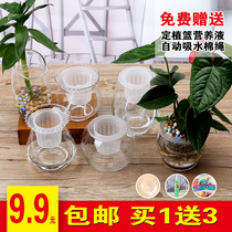 Water Cultivation Glass Vase Water Raising Green Lori Rich And Expensive Bamboo Copper Money Grass Fish Cylinder Automatic Water Absorption Green Plant Creative Italics