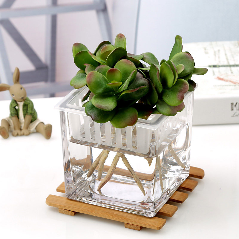 Simple hydroponic plant glass vase square square cylinder office transparent green dill rich bamboo copper money grass flower pot